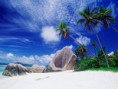 /album/wallpapers/palmeira-e-sol-jpg/