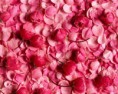 /album/wallpapers/pink-petals-2-jpg/